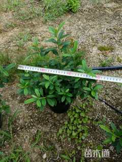 高度35厘米杜鹃