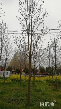 12公分楸树
