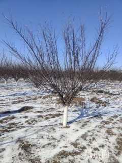 12公分紫叶矮樱