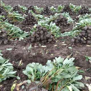 高度40厘米结香