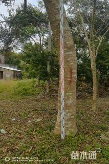 32公分红果冬青