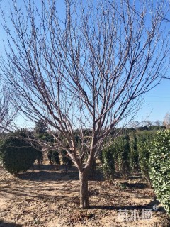 20公分日本晚樱