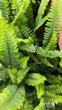 高度25厘米肾蕨
