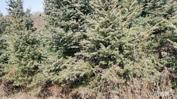 高度300厘米天山云杉