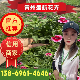 高度10厘米五彩石竹