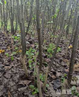 高度150厘米秋月梨