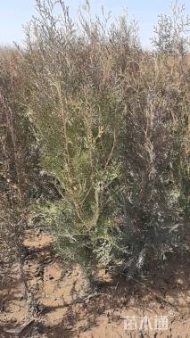 高度80厘米侧柏