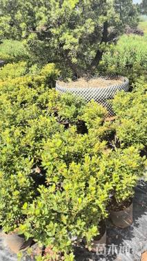 高度60厘米杜鹃