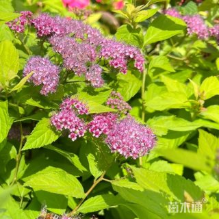 高度80厘米绣线菊小苗