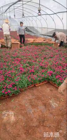 高度15厘米石竹