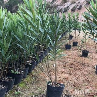 高度70厘米夹竹桃