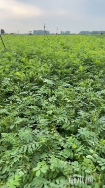 高度40厘米紫穗槐