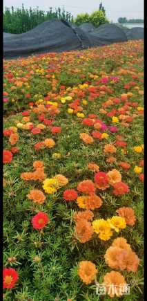 高度10厘米太阳花