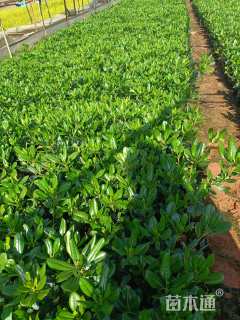 高度25厘米海桐