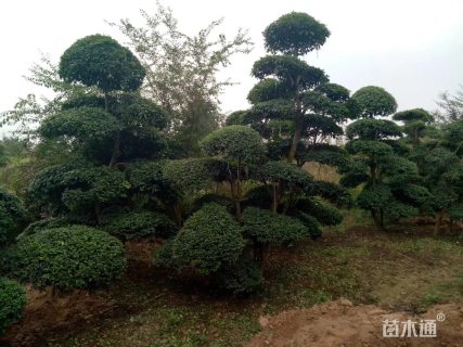 造型小叶女贞