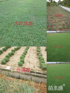 大叶油草