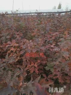1.5公分北美红栎