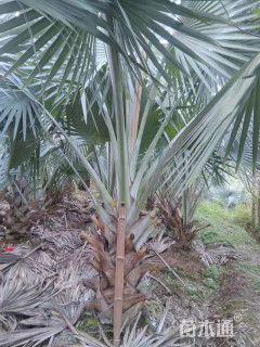 裸干高100厘米银叶霸王棕