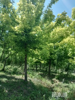 15公分金叶复叶槭