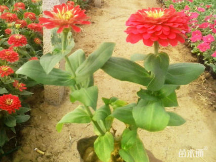 高度20厘米百日草