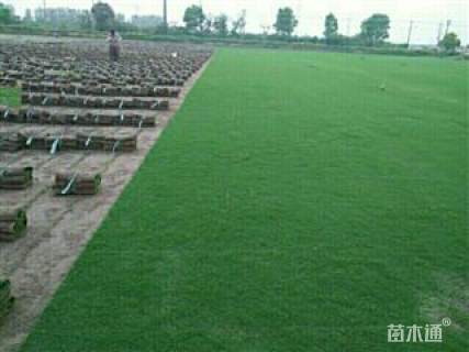 沙土混播黑麦草