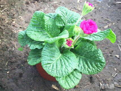 报春花