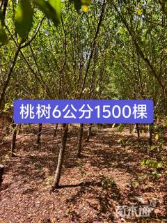 高度300厘米核桃