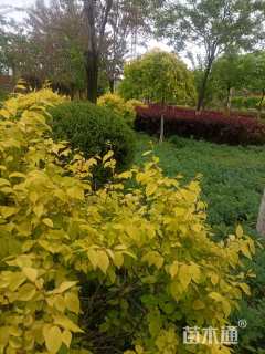 高度300厘米云杉