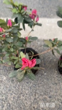 高度25厘米杜鹃