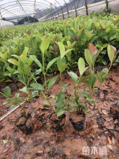 高度25厘米欧洲荚蒾