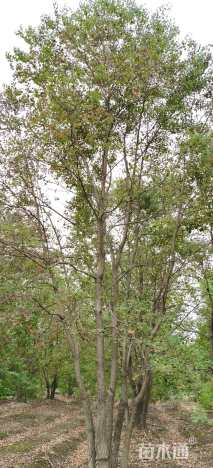60公分(4杆)丛生乌桕