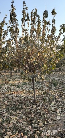 高度280厘米高杆蜡梅