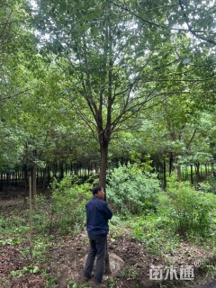20公分香樟