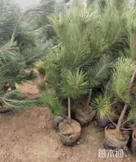 高度150厘米黑松