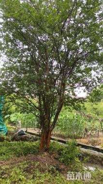 高度600厘米丛生紫薇