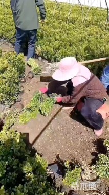 高度40厘米瓜子黄杨