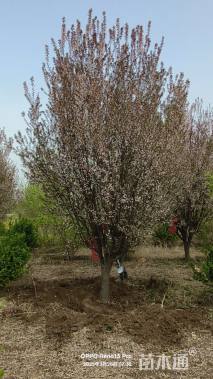 高度550厘米密枝红叶李