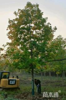 18公分杂交马褂木