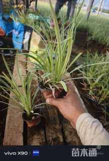 高度15厘米金边麦冬