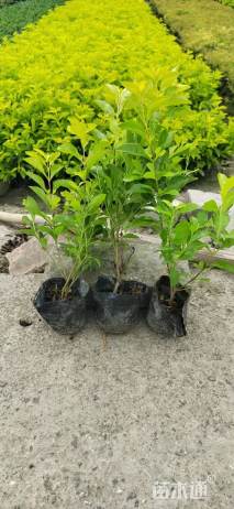 高度25厘米黄叶假连翘