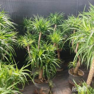 高度100厘米多头龙血树