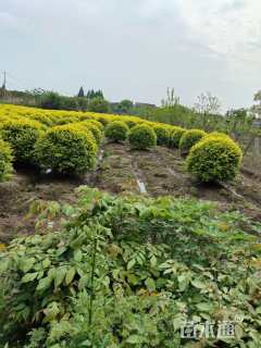冠幅250厘米金叶女贞球