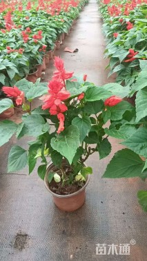 高度35厘米一串红