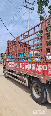 高度30厘米坡地毛冠草