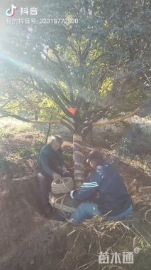 15公分日本红枫