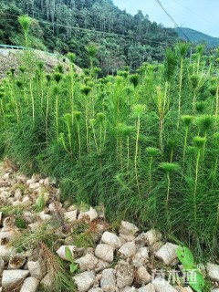 高度20厘米湿地松小苗