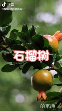 高度180厘米石榴