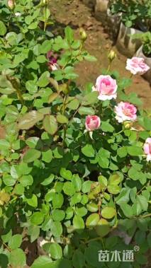 高度50厘米仙境月季