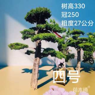  地景霸主济州针柏！基地直批，巨型植株助力高端园林设