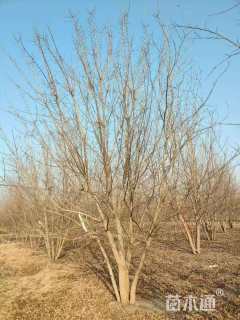 高度600厘米丛生五角枫